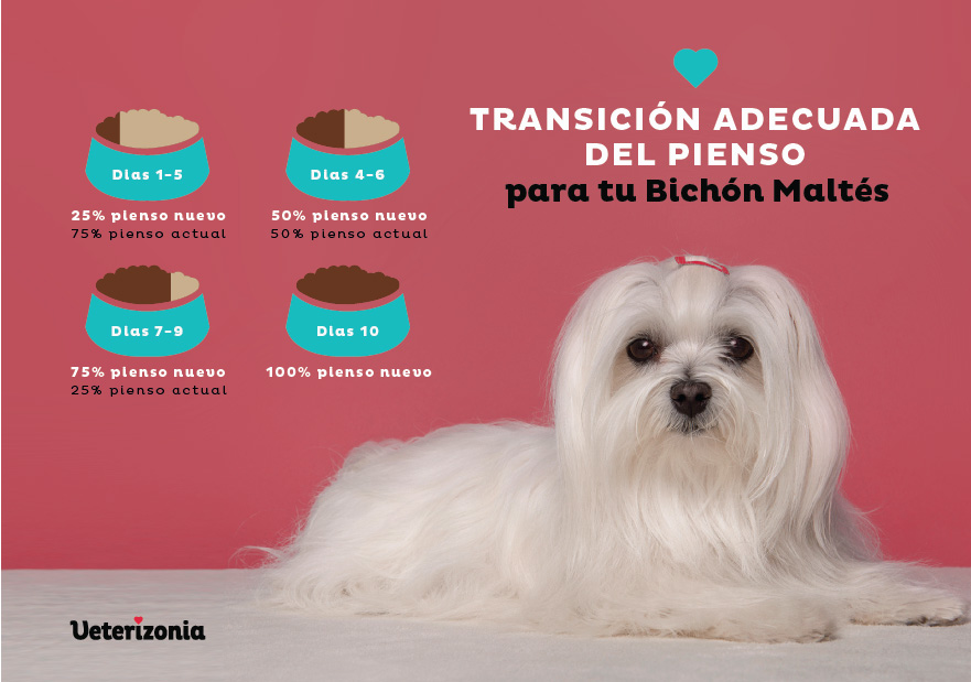Alimentación ideal del Bichón Maltés