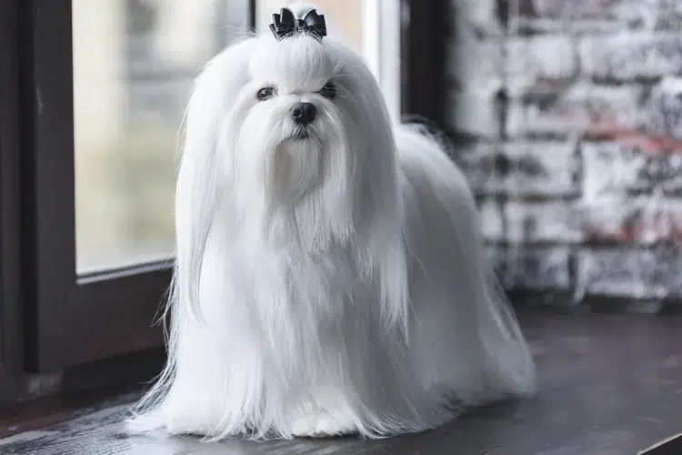 Bichón Maltés: El Compañero Perfecto para Toda la Familia