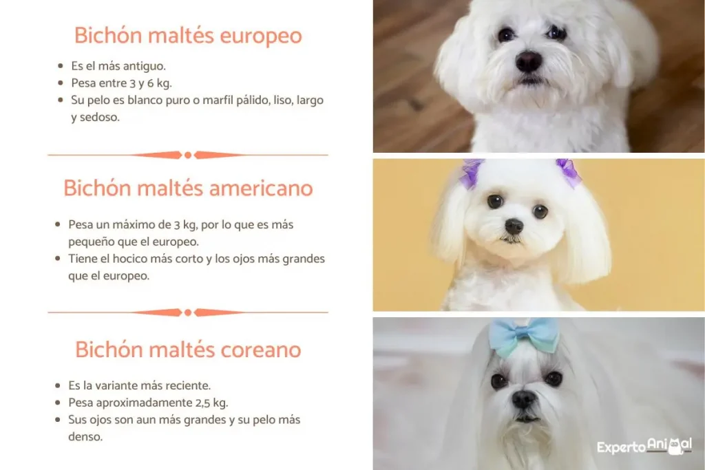 ¿Cuántos años suele durar un Bichón Maltés?