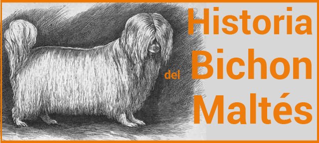 Historia y origen del Bichón Maltés