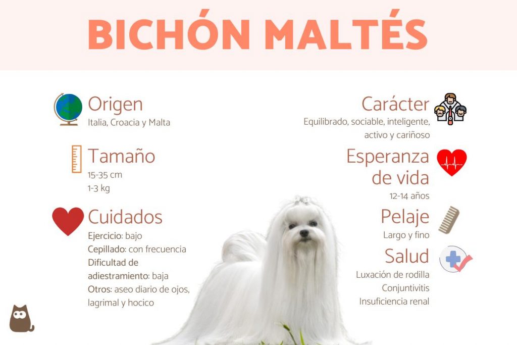 ¿Qué debes saber de un Bichón Maltés?